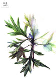 Yuan Skincare & Soap - Mugwort Soap 115g - New Packaging