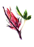 Yuan Skincare & Soap SG - Purple Gromwell & Roselle Soap 紫草洛神皂
