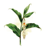 Yuan Alpinia Speciosa (月 桃) Syampu Penghidupkan