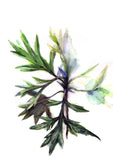 Yuan Mugwort (艾草) Classic Shampoo (New Packaging)