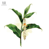 Yuan Alpinia Speciosa (月 桃) Sabun Badan Berkhasiat
