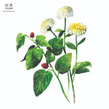 Yuan Mulberry Leaves & Chrysanthemum (桑菊) Moisturising Shampoo