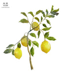 [WAREHOUSE SALE] Yuan Lemon (柠檬) Cooling Soap (Expire on 3-Oct-23)
