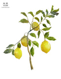 Yuan Lemon (柠檬) Syampu Menjelaskan